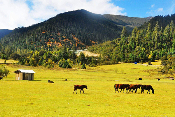 徒步體驗(yàn)，藏式風(fēng)情，拉薩，巴松措，新措徒步，魯朗林海田園風(fēng)光，大峽谷，羊湖，卡諾拉冰川，滿拉水庫(kù)，日喀則，納木措扎營(yíng)9晚10日游