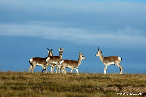 西安到西藏旅游線(xiàn)路