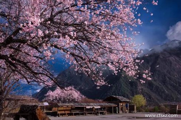 林芝桃花溝在哪里