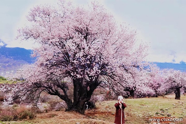 西藏旅游報(bào)團(tuán)多少費(fèi)用