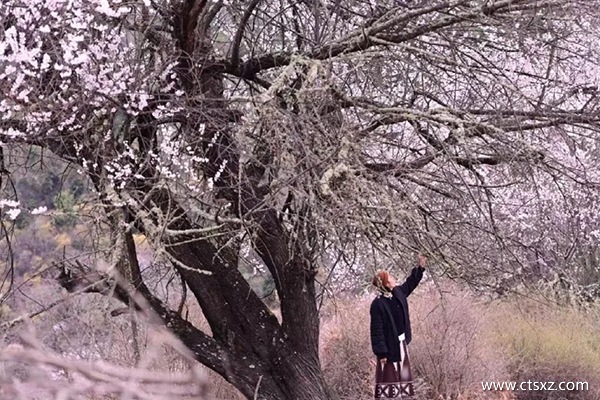 跟團(tuán)去西藏旅游報(bào)價(jià)多少